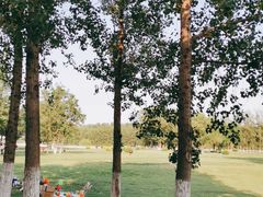 -天津武清北运河郊野公园房车露营地