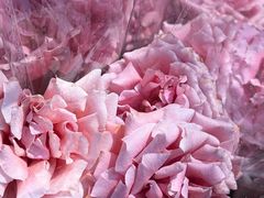 -溪岸路花鸟市场