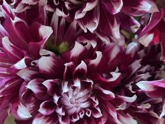 -BEAST野兽派(上海浦东嘉里城店)