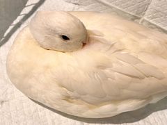 -怪兽屋·羊驼·猫咖·狗咖(俊华广场店)