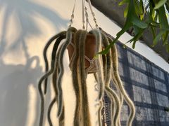 -自由生长植物工作室(深港花卉中心店)