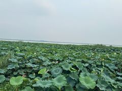 -七的湖·晚芳亭·阳澄湖农家菜·大闸蟹(莲花岛店)