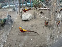 -成都动物园