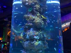 -芜湖新华联大白鲸海洋公园