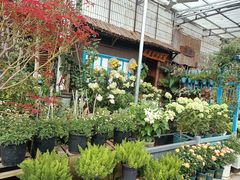 -桂林市花鸟市场