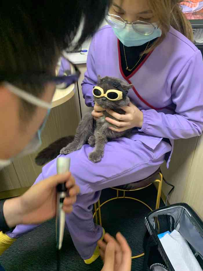 爱诺百思动物医院(江南西分店)-"【项目】疾病诊断 | 疾病治疗小狗7月