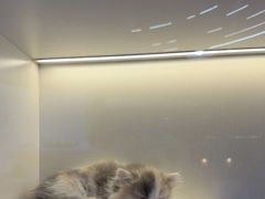 -小猫来了·猫舍(红山六九七九店)