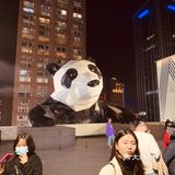 外地土狗打卡网红熊猫pp