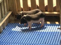 -萌宠亲子动物乐园(槐房万达店)