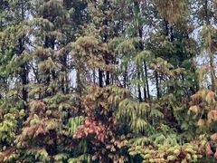 -上海海湾国家森林公园