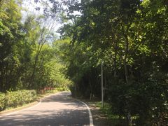 -火炉山森林公园