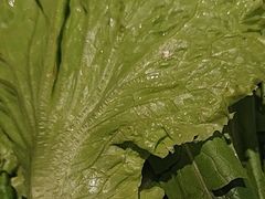 -奔达特色烤牛肉(临河街店)