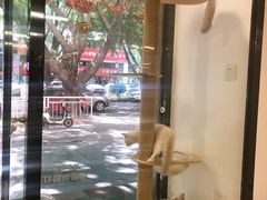 -袖虎宠物·金渐层缅因猫舍(灵芝店)
