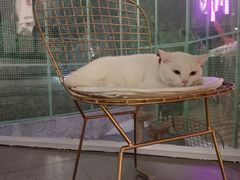 胖白-有猫主题·治愈系猫咖(曾厝垵店)
