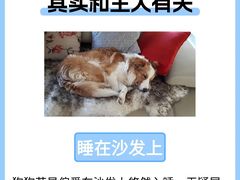 -申普宠物医院(总院)