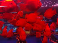 -中环花鸟鱼虫市场