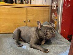 -more than meow吴止猫主题餐厅(承德 中船汇店)