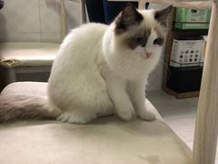 -喵的天空名猫咖啡馆·撸猫·猫舍·用品