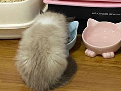 -伟伟宠物医院·瑞派猫友好医院·猫科(光谷店)