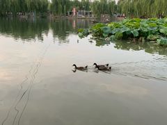 酸菜鱼-金春禧(世茂国际广场店)