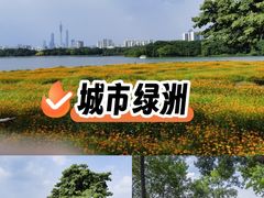 -海珠湖公园