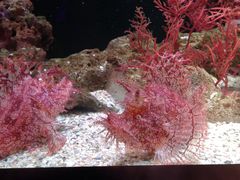 -暹罗海洋世界