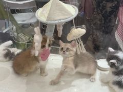 -金茂览秀城