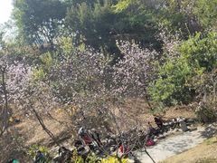 -聚龙山公园