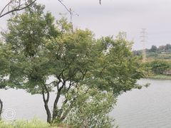 -广东花都湖国家湿地公园