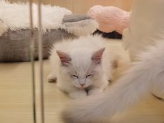-momokira米努特·德文卷毛猫·棉花面纱犬