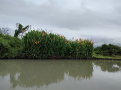 -三垟湿地