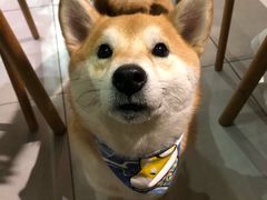 -柴务处·柴犬主题狗咖