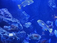 -成都浩海立方海洋公园