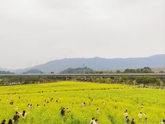 -光明小镇欢乐田园