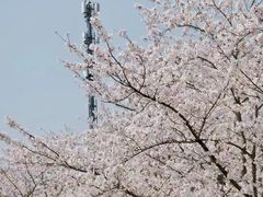 -顾村公园