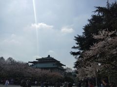 -武汉大学-樱园