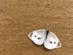 -青岛银沙滩温德姆至尊酒店