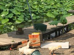 -同銮特种养殖场·龙虾垂钓