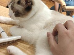 -绒爪撸猫下午茶·猫咖
