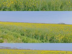 -春花秋色城市公园