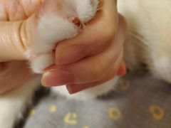 -乖乖宠物医院·猫科·急重症中心(车站北路分院)