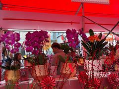 -越秀西湖花市(广州城市广场花卉店)