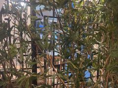 -野妹经典火锅(民治店)