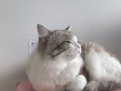 -佳雯宠物医院(四明中路分院)