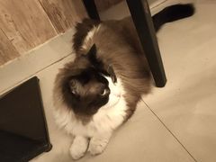 -名猫咖啡馆·撸猫·拼豆