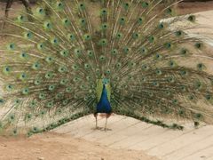 -石家庄市动物园