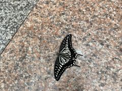 -上海大自然野生昆虫馆