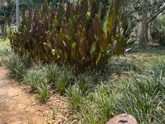 -中国科学院西双版纳热带植物园