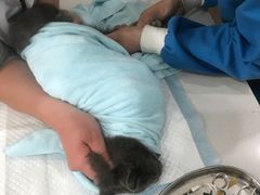 -菲丽丝宠物医院·24小时·猫科中心·免疫点(淮海分院)