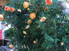 -双季花艺园艺市场(浦东店)